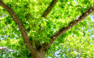 Fototapeta premium Leaves and branches