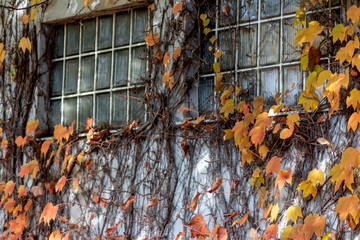 Herbstmotiv mit Wilder Wein (Jungfernrebe)