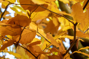 Die Buchenhecke als Herbstmotive