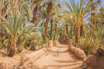 Unpaved road in the Oulad Othmane oasis on road 9 between Agdz and Zagora