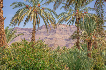 Obraz na płótnie Canvas Anti-Atlas mountain emerging from behind the palm trees of the Oulad Othmane oasis on road 9 between Agdz and Zagora