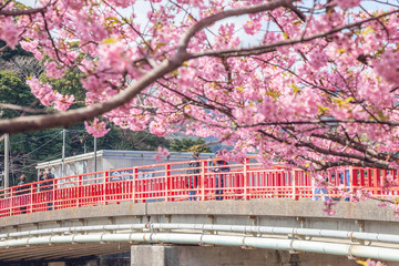 Beautiful pink Sakura, Cherry Blossom, along Kawazu River, Izu, Japan
