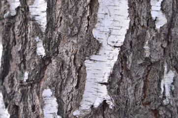 bark of a tree