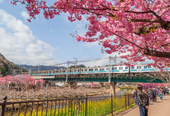 Beautiful pink Sakura, Cherry Blossom, along Kawazu River, Izu, Japan