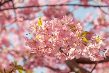 Beautiful pink Sakura, Cherry Blossom, along Kawazu River, Izu, Japan