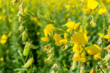 Yellow flowers (Sunn hemp) field