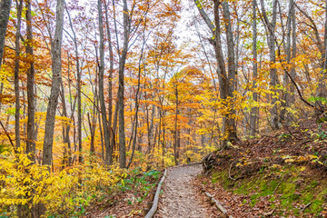 Natural walkway in forest autumn season. Nakatsugawa ravine at Urabandai, Japan