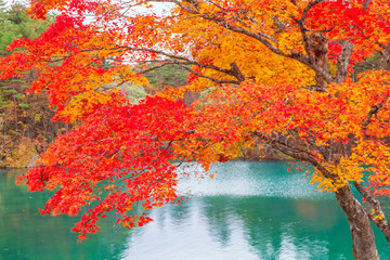 Obraz na płótnie Canvas View of Goshiki-numa Five Colour Pond in Autumn, Urabandai, Fukushima, Japan