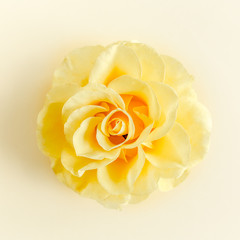 Yellow rose flower on beige background. Flat lay, top view
