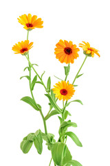 bouquet of orange Calendula flowers Isolated on white background .