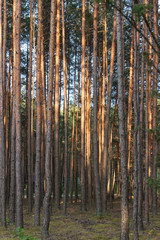 A beautiful pine forest in the rays of the setting sun. Calming background.