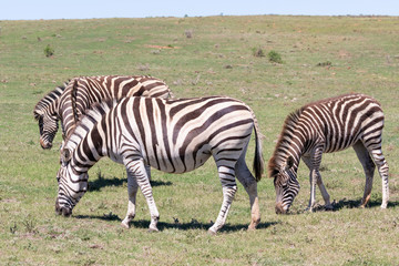  Burchell's Zebra, Equus quagga burchellii, Addo Elephant National Park, Eastern Cape, South Africa grazing with foal in grassland