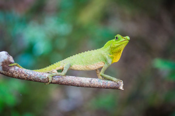 Reptil Leguan