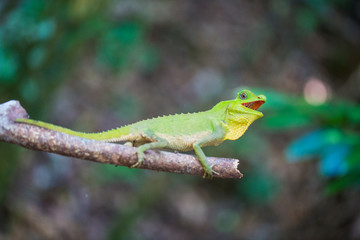 Reptil Leguan