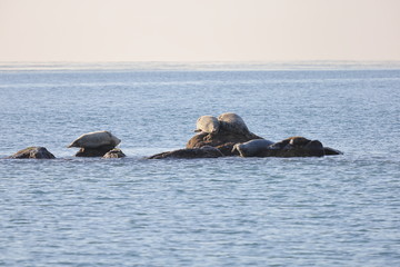 Fototapeta premium Seals (spotted seal, largha seal, Phoca largha) laying on the rock in sea water in sunny day on ocean horizon background. Wild spotted seal sanctuary. 