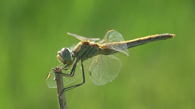 Dragonfly is order Odonata, sitting on dry stem of grass against blue sky and of background green. Macro insect. View macro in wildlife