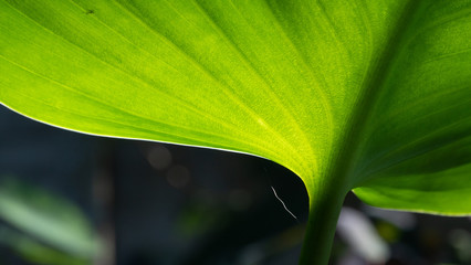 Green leaf