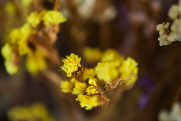 Yellow close up dried flowers macro