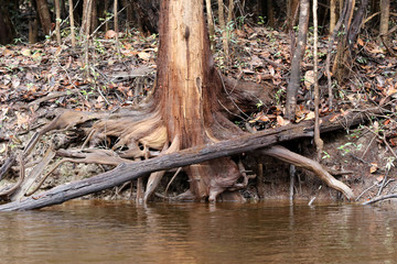 beautiful reflection of trees in the river - Rio Negro, Amazon, Brazil, South America