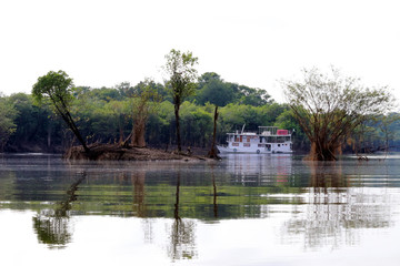 beautiful reflection of trees in the river - Rio Negro, Amazon, Brazil, South America