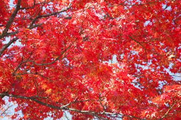 Red colorful maple leaf,  Towada lake, caldera lake, Autumn season, Aomori, Japan.