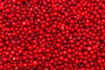 Background of ripe red lingonberry (cowberry, partridgeberry)