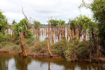 beautiful reflection of trees in the river - Rio Negro, Amazon, Brazil, South America
