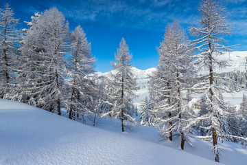 trees covered with fresh snow