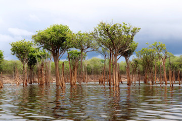 beautiful reflection of trees in the river - Rio Negro, Amazon, Brazil, South America