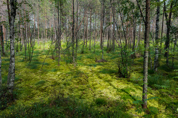 Fototapeta na wymiar Green moss and young birch and pine trees in forest swamp in spots of sunlight 