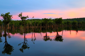 beautiful reflection of trees in the river - Rio Negro, Amazon, Brazil, South America