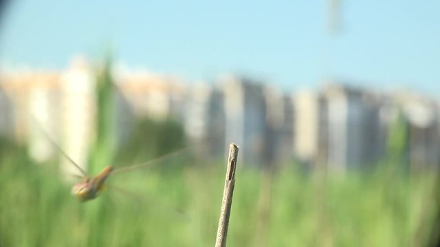 Dragonfly is order Odonata, sitting on dry stem of grass against blue sky and of background city. Macro insect. View macro in wildlife