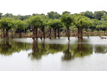beautiful reflection of trees in the river - Rio Negro, Amazon, Brazil, South America