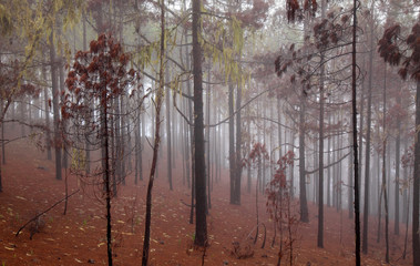Gran Canaria, November