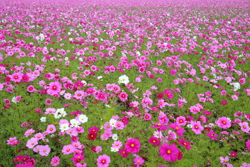Fototapeta premium 高須のコスモス畑（高知県高知市）