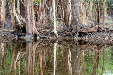 beautiful reflection of trees trunks in the river - Rio Negro, Amazon, Brazil, South America