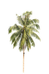 Obraz premium Green tree isolated on white background