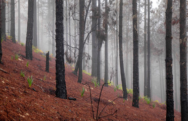 Gran Canaria, November