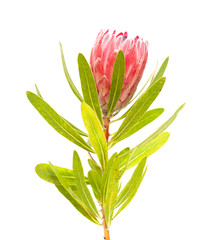 pink protea flower