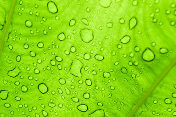 Plakat drop of water on green caladium leaf pattern