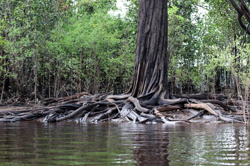 beautiful reflection of trees trunks in the river - Rio Negro, Amazon, Brazil, South America