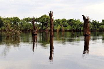 beautiful reflection of trees trunks in the river - Rio Negro, Amazon, Brazil, South America