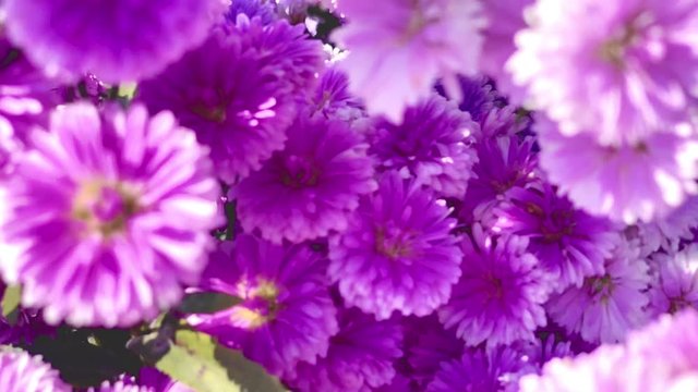 Close up purple Margaret flowers in blooming nature footage video backgrounds