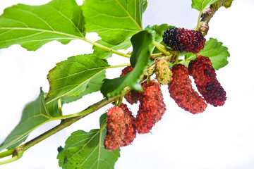 mulberry fruit on a white background.