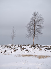 Two small bircn trees on rocky shore of the frozen sea in Finland