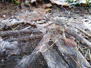 frozen ice on fallen leaves in a puddle