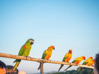 Parrot is cute exotic pet