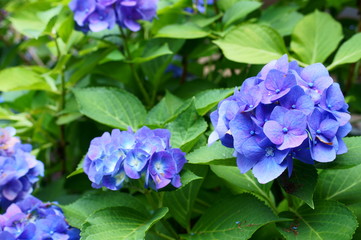 Hydrangea flowers bloom in June