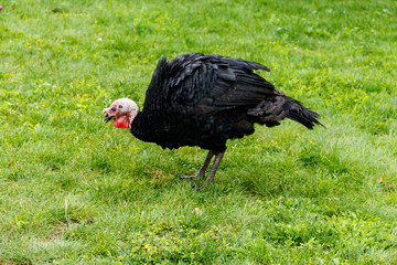 Turkey bird on the poultry yard in the farm