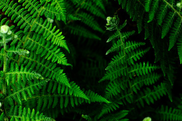 Closeup nature view of green leaf on blurred greenery background in garden with copy space using as background natural green plants landscape, ecology, fresh wallpaper concept, slective focus .